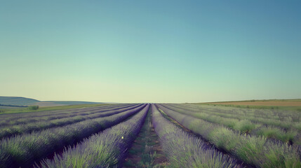 Naklejka premium lavender farm, minimalism, symmetrical composition