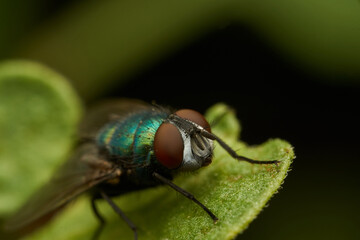 A green fly perched on a green leaf