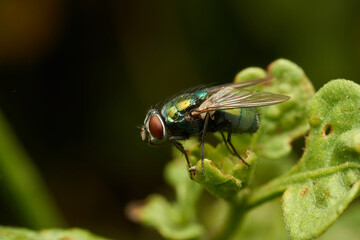 A green fly perched on a green leaf