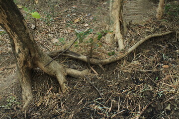 Roots of The Trees in The Forest