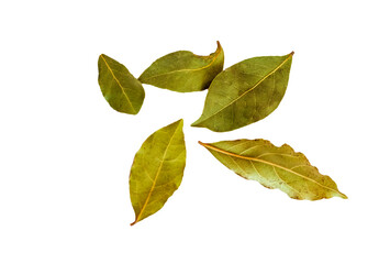 Close up, png  shot of the bay leaves on the transparent  background