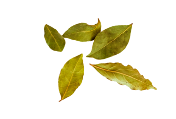 Close up, png  shot of the bay leaves on the transparent  background