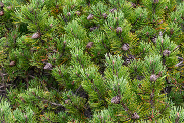 green twigs of dwarf pine