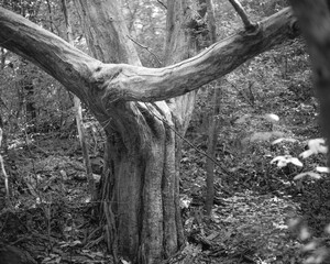 dead tree