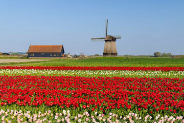 Field of tulips with Ondermolen windmill near Alkmaar, The Netherlands