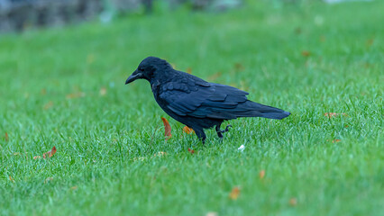 Crow walking on grass