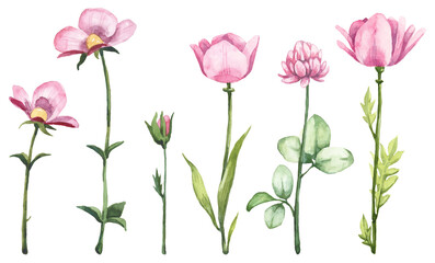 Set of watercolor blooming flowers - botany illustration. Hand painted aquarelle cute pink flowers on white background