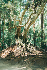 神聖な木の根っこ（鹿島神宮）