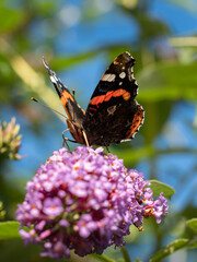 butterfly on flower