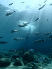 people swim underwater with fish around