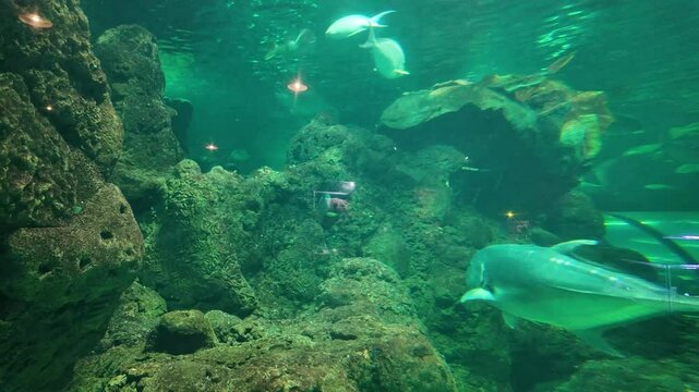 Marine fish such as giant trevally and grouper swim inside the giant aquarium at Sea World, Ancol, Jakarta, Indonesia.