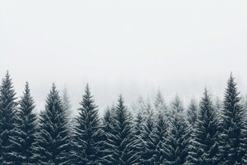 Obraz premium Pine trees and snow vegetation outdoors woodland.