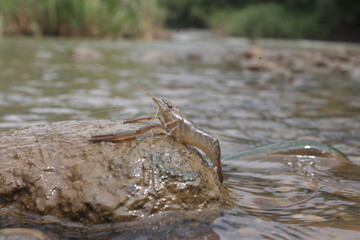 Shrimp Water Is On The Rock