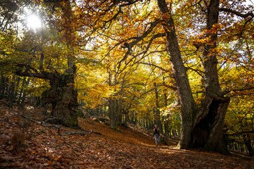 Fototapeta premium Chica caminando bajo el Castañar del Tiemblo 
