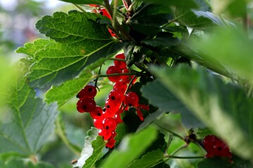 Fototapeta premium red currant berries