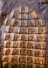 ld genuine crocodile alligator bag skin close up rare leather background