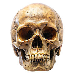 Obraz premium Ancient Skull on white background as transparent. png