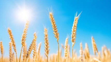 Fototapeta premium Golden wheat ears against a clear blue sky, with a lens flare from the sun, symbolizing summer harvest 