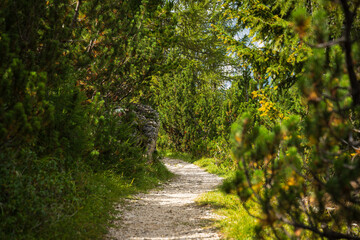 Naklejka premium View from hiking near Cristallo mountain - Italy