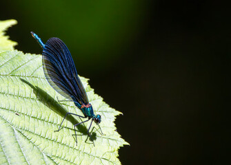 Common damselfly (Calopteryx virgo), National Park Slovak Paradise, Slovakia