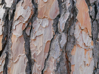 Pine bark detail background rich in color and texture