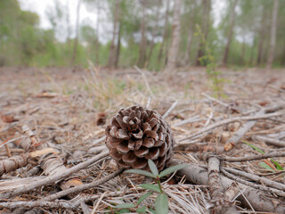 Wild herbs greenery natural background in the forest