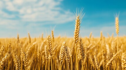 Fototapeta premium Wind blowing through a wheat field, creating waves among the golden stalks, with an expansive sky above 