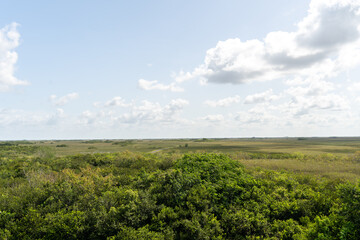 A nice view overlooking the green Everglades on a sunny day at Everglades NP.