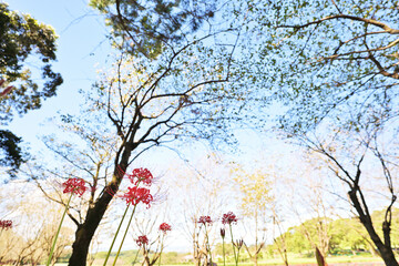 Fototapeta premium 彼岸花が咲く秋