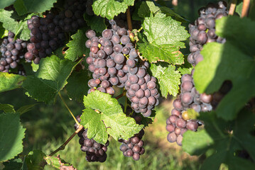 Grapevine with red grapes, close-up, Ihringen, Kaiserstuhl, Baden-Wuerttemberg, Germany