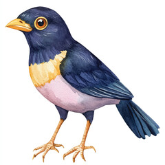 Myna watercolor clipart illustration isolated