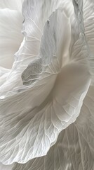 Obraz premium White flowers closeup petal blooming close up nature theme with story solid background