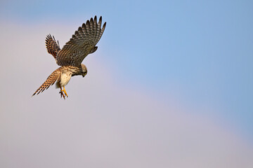 Common kestrel // Turmfalke (Falco tinnunculus)