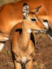 Head of a very young female impala (Aepyceros melampus) in the savannah of the Serengeti National...