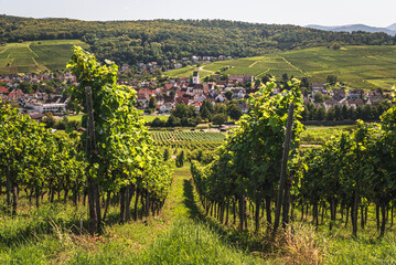 Fototapeta premium Village and vineyards in Markgraeflerland near Freiburg im Breisgau, Pfaffenweiler, Black Forest, Baden-Wuerttemberg, Germany