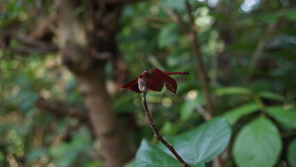 red dragonfly on a branch