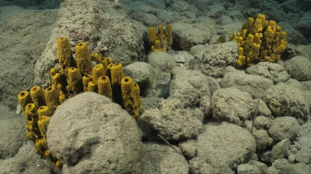 sponges underwater Mediterranean sea ocean scenery of sea habitat Aplysina cavernicola