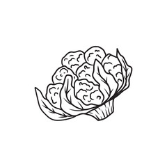 Beautiful realistic vector cauliflower with leaves in black on white background. Hand drawn vector sketch illustration in doodle engraved vintage line art style. Coloring book food ingredient