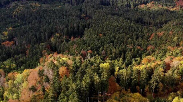 Aerial view of autumn trees on a sunny day in the Black Forest, Baar, Heuberg, Baden-W&uuml;rttemberg, Germany