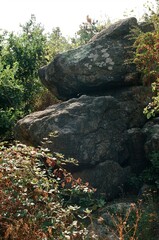 rocks in the forest