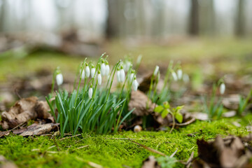 Spring snowdrop flowers blossoming outdoors.