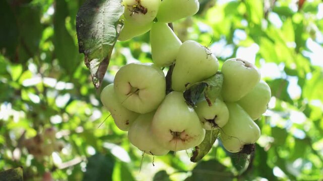 Wax apples on the tree. Syzygium aqueum (watery rose apple, water apple, bell fruit, jambu air)