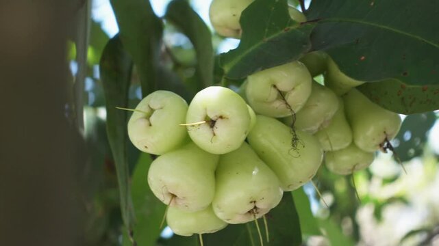 Wax Apple fruit. Syzygium samarangense is a species of flowering plant in the family Myrtaceae