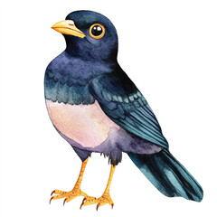Myna watercolor clipart illustration isolated