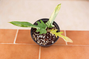 Closeup to Fresh leaf of philodendron florida beauty x tortum 