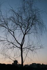 silhouette of tree