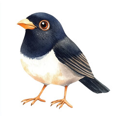 Myna watercolor clipart illustration isolated