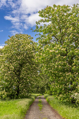 chestnut alley in the Czech Central Highlands