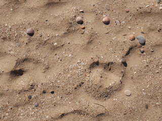 Background of seashells and sand on the beach seashore