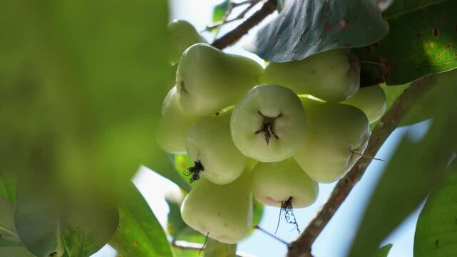 Wax apples grow in clusters in home gardens. Green water apple